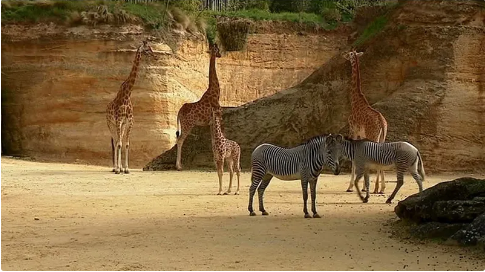 Les girafes et les zèbres du Bioparc de Doué-la-Fontaine, avril 2019 • © France 3 Pays de la Loire