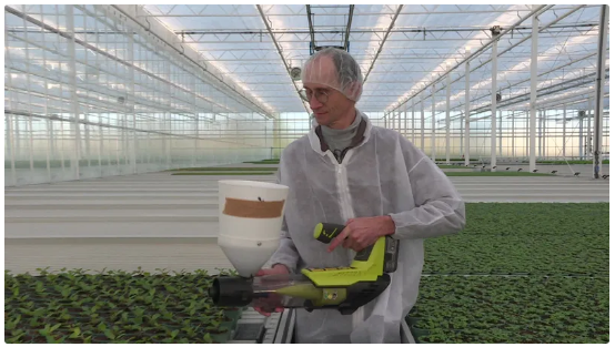 Cyril Landreau propulse des larves de chrysope par souffleur pour que les insectes dévorent les pucerons qui infestent les cultures de menthe. • © France Télévisions / Cyril Dudon