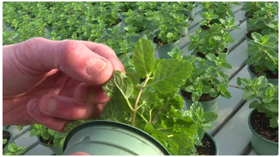 Les techniques de biocontrôle imposent d'observer méticuleusement les plantes pour identifier correctement les nuisibles et lâcher le bon prédateur. • © France Télévisions / Cyril Dudon