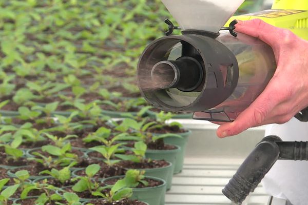 Les techniques de biocontrôle utilisent des mécanismes naturels pour assurer la protection des plantes. • © France Télévisions / Cyril Dudon