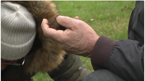 La truffe se vend autour de 1 000 € le kilo. • © France Télévisions / Laurence Couvrand
