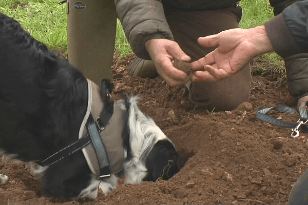 Le "cavage" est le nom donné à la recherche de truffe. • © France Télévisions / Laurence Couvrand