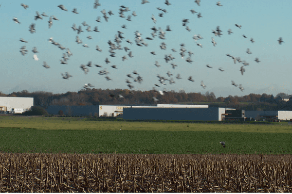 La future plateforme logistique est prévue zone du Coutier à Cherré-Au • © France 3 Pays de la Loire