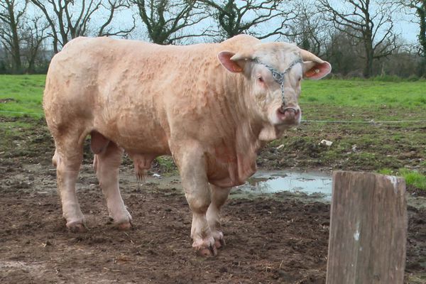 Salon de l’Agriculture : les bêtes de concours se préparent en Vendée